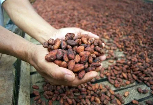 Agri-food (Cocoa) Export Pilot Project Design