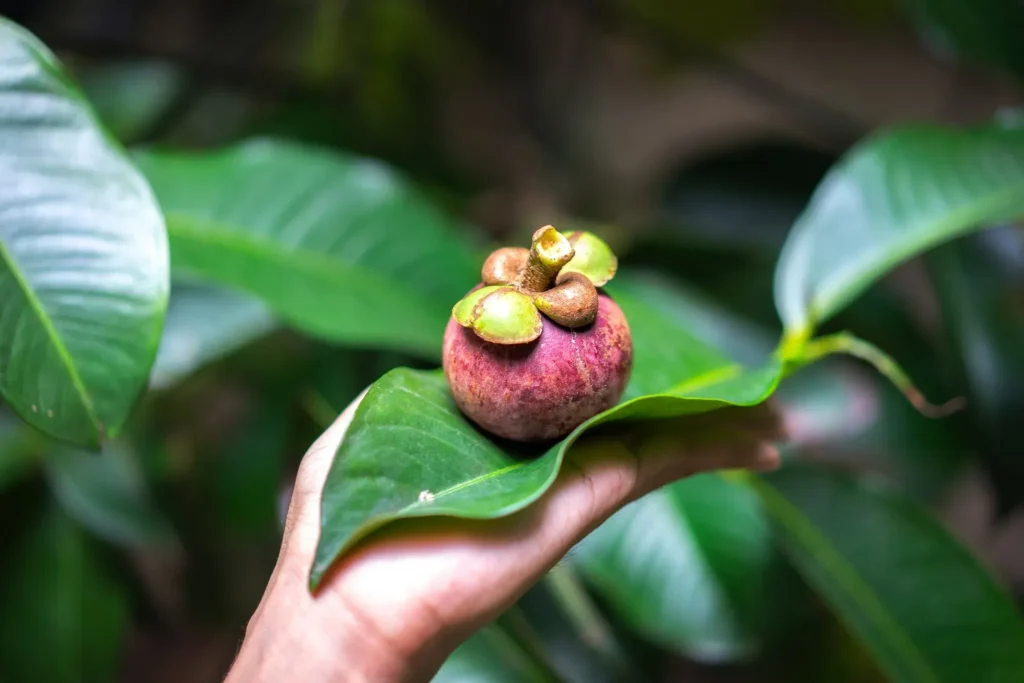 Market Assessment Report for East Javan Mangosteen Export to Australia and/or Third Markets